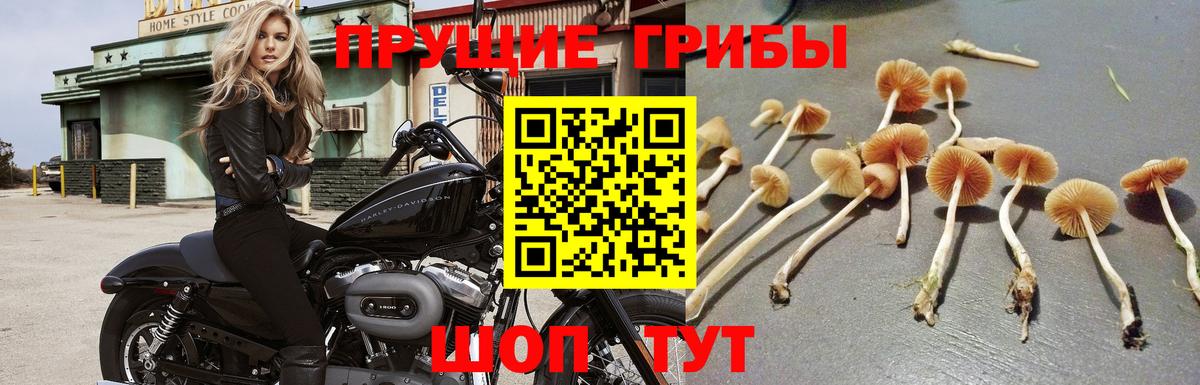Галлюциногенные грибы мицелий  где продают наркотики  Орск  Псилоцибиновые грибы прущие грибы  Вход с VPN 
